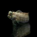 Mermaidcore Reimagined: Biodegradable Sequins from Fish Scales