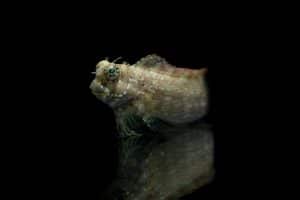 Mermaidcore Reimagined: Biodegradable Sequins from Fish Scales