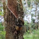 Biodegradable PCBs: Plant-Based Circuits That Dissolve Responsibly