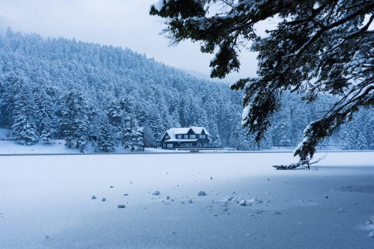 Rewilding Retreats: Vacations That Rebuild Coral Reefs and Forests