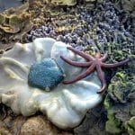 Coral Reef Crochet: Climate-Activist Crafting Goes Viral