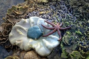 Coral Reef Crochet: Climate-Activist Crafting Goes Viral