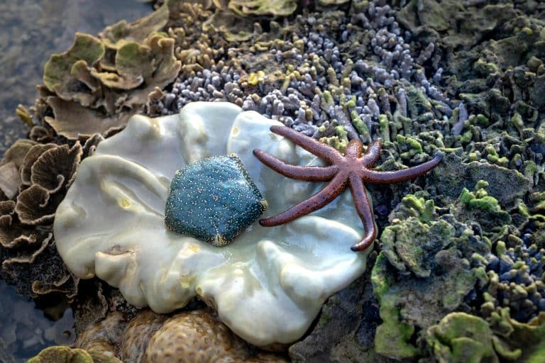 Coral Reef Crochet: Climate-Activist Crafting Goes Viral