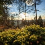 Silent Retreats 2.0: Soundproof Pods in Remote Forest Canopies