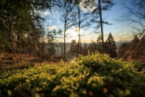 Silent Retreats 2.0: Soundproof Pods in Remote Forest Canopies