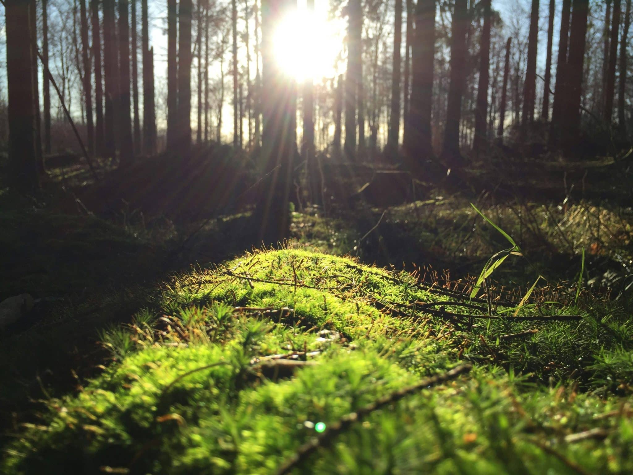Arctic Noir Tourism: Midnight Sun Detective Trails in Nordic Towns