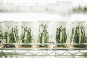 Lab-Grown Pearls: CRISPR-Edited Oysters Produce Geometric Shapes