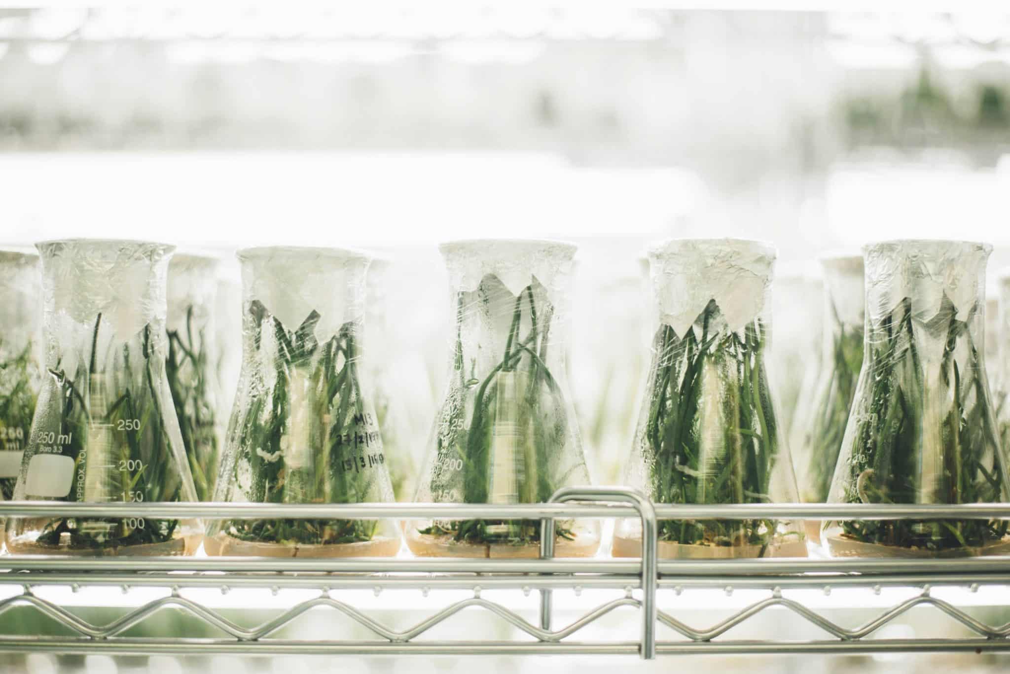 Lab-Grown Pearls: CRISPR-Edited Oysters Produce Geometric Shapes