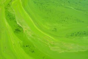Green Campus Initiatives: Carbon-Neutral Universities by 2030