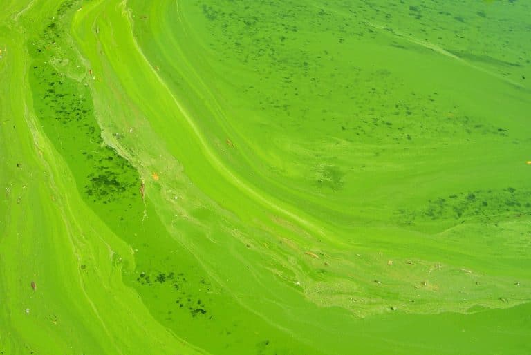 Green Campus Initiatives: Carbon-Neutral Universities by 2030