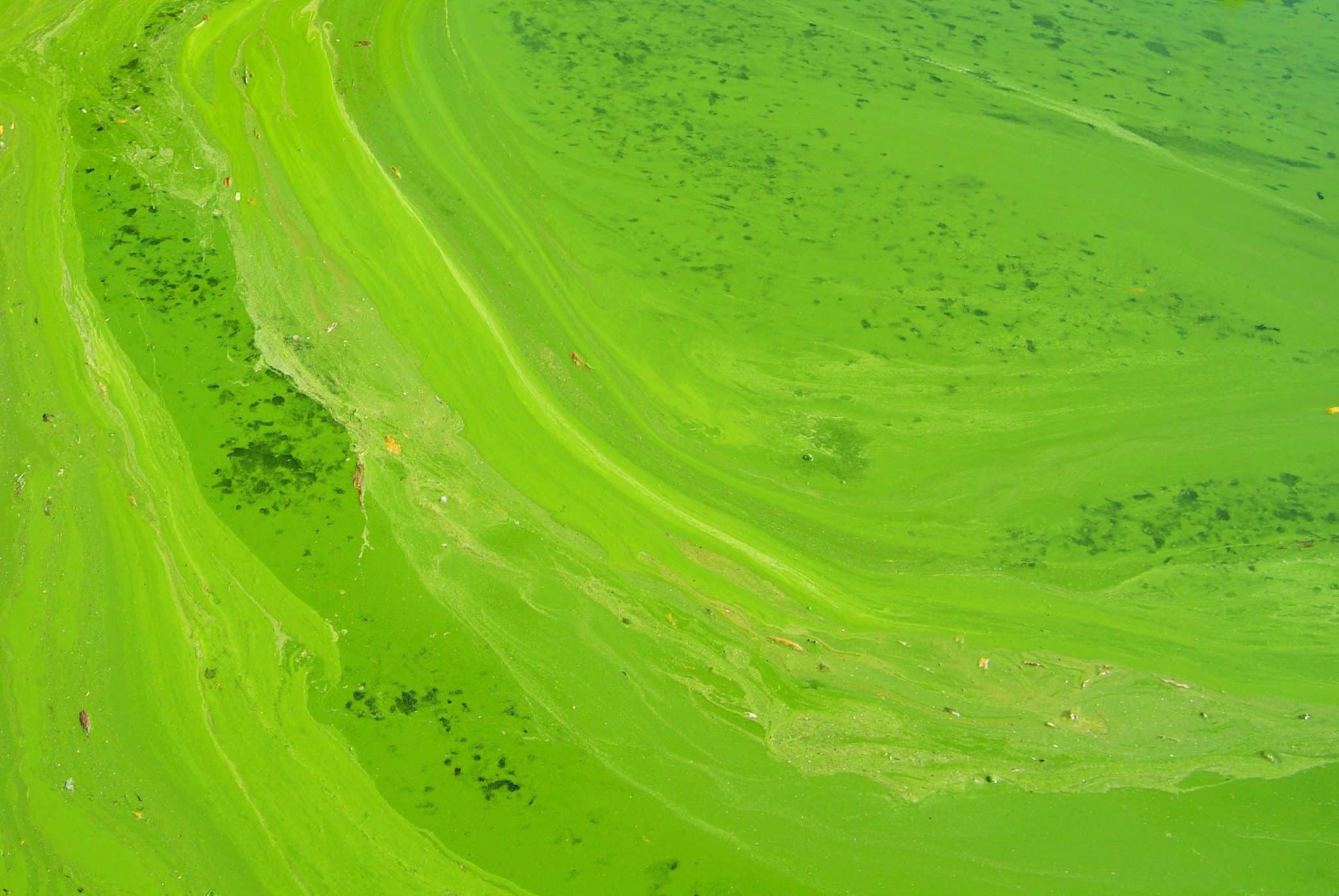 Green Campus Initiatives: Carbon-Neutral Universities by 2030