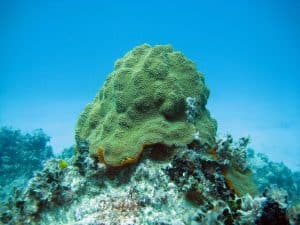 Regenerative Resorts: Hotels That Rebuild Coral Reefs With Guest Participation