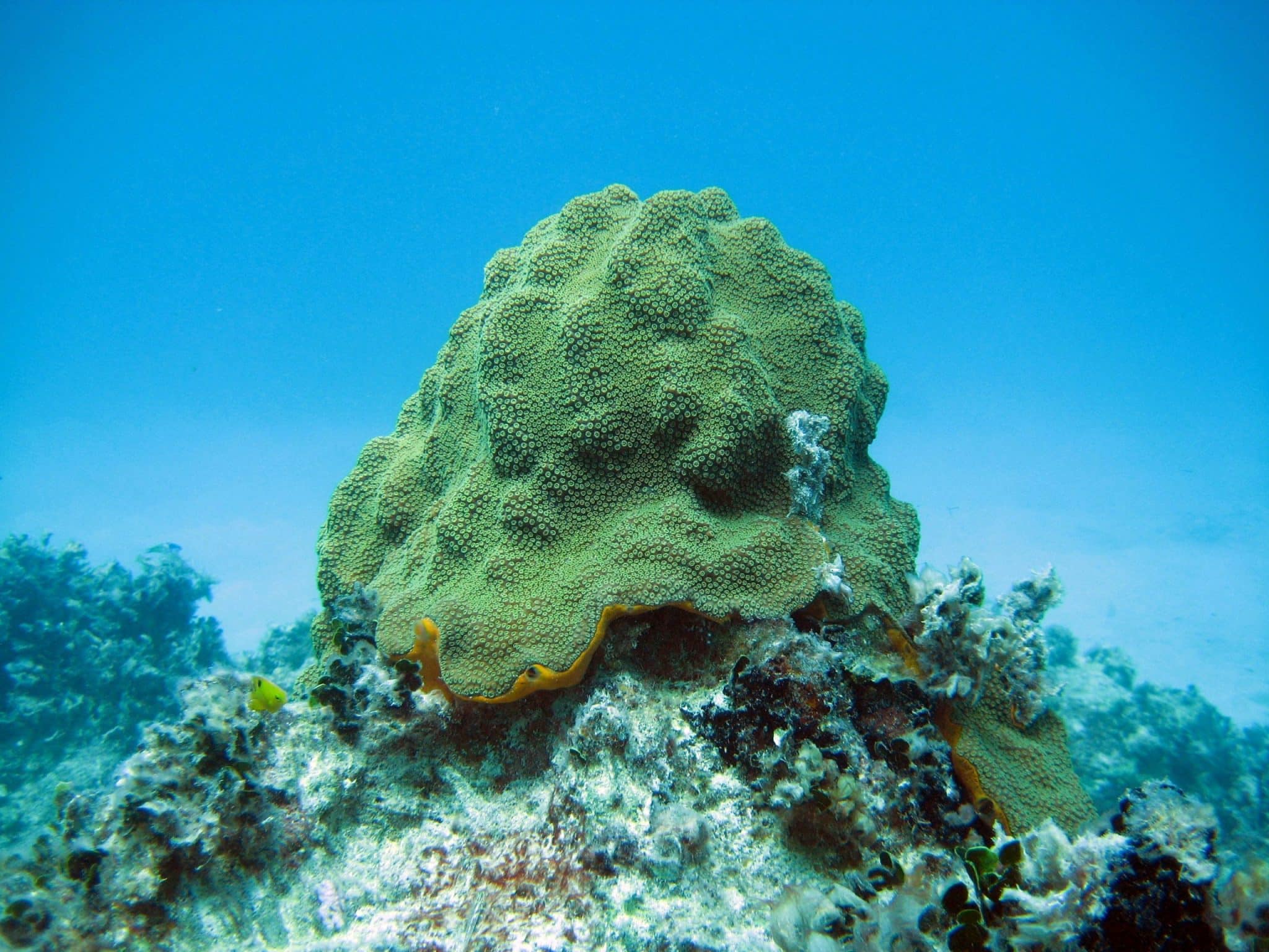 Regenerative Resorts: Hotels That Rebuild Coral Reefs With Guest Participation