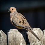 ADU Boom: Backyard Micro-Homes Solve Urban Density Crises