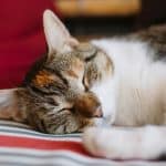 Decommissioned Infrastructure: Sleeping in Retired Nuclear Reactors