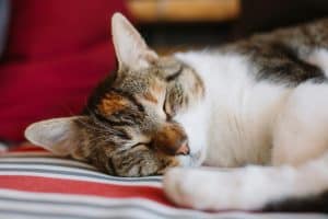 Decommissioned Infrastructure: Sleeping in Retired Nuclear Reactors